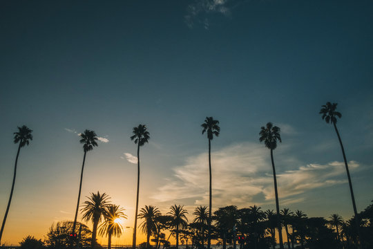 Palm trees at sunset close to St Kilda Pier, Melbourne, Australia
