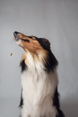 Rough collie tricolor catching a treat in midair