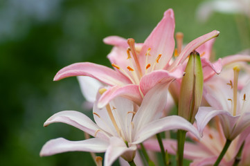 Fototapeta premium Pale pink lily, lily green scene background