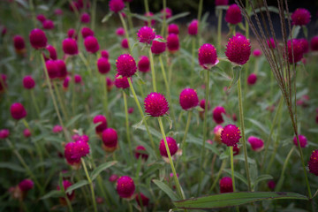 globe amaranths nature garden pink blossem flower