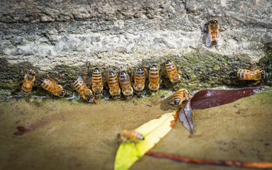 Bees at a drinking spot