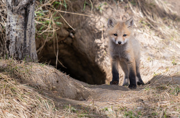 Red fox kit in the wild