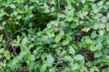 Berries of bilberry in forest. Harvesting whortleberries