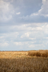 meules de bl&eacute;