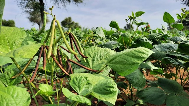 Bunch of raw moong beans on plant in a farm land in India