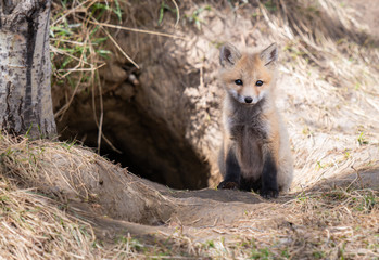 Red fox kit in the wild