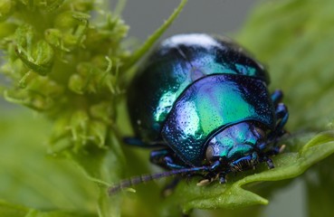 blue Colorado mint beetle
