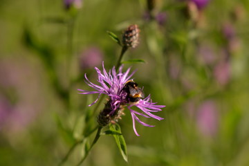 Bumblebee collecting pollen. bombus sitting on the purple flower