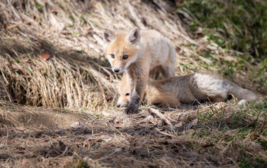 Red fox kit in the wild
