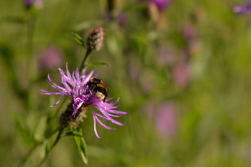 Bumblebee collecting pollen. bombus sitting on the purple flower