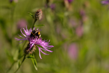 Bumblebee collecting pollen. bombus sitting on the purple flower