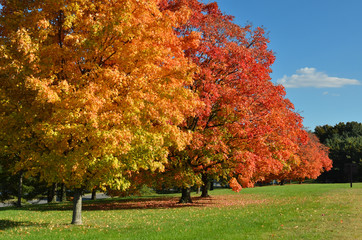 Maple trees in autumn colors
