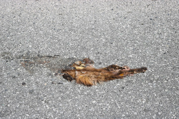 A wild animal hit by a car on a high-speed country road. Concept of protection of wild animals.