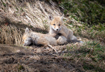 Red fox kit in the wild