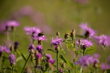 Bumblebee collecting pollen. bombus sitting on the purple flower