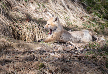 Red fox kit in the wild