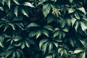 Creative layout made of green leaves. Nature background