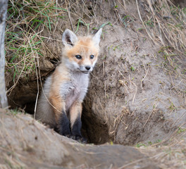 Red fox kit in the wild