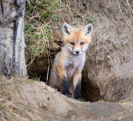 Red fox kit in the wild