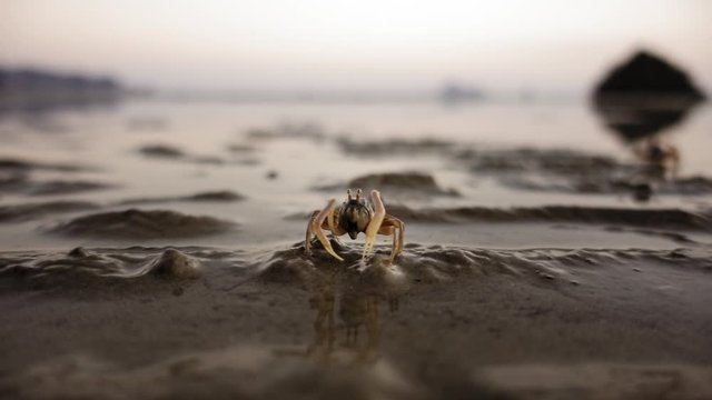 little crab eating sand at the beach, close up slowmotion