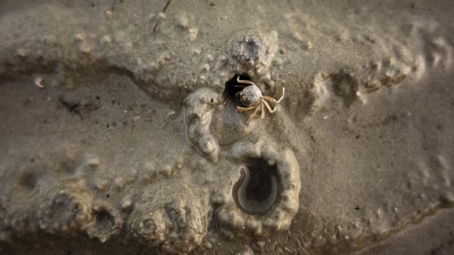 little crab digging a hole at the beach, top down close up
