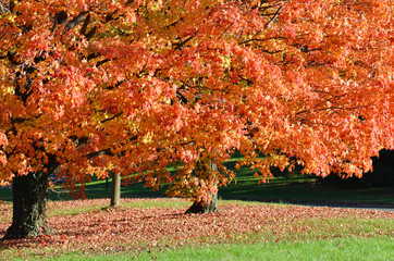 Maple trees in autumn colors