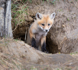 Red fox kit in the wild