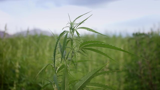 Closeup of cannabis hemp plant in flowering process on the farm field and moving in wind