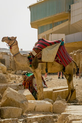 Tourist camels in the Pyramids of Egypt