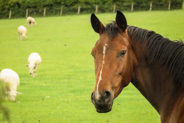 Horse in a field staring at camera with sheep in the background