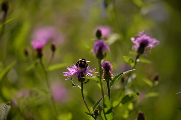 Bumblebee collecting pollen. bombus sitting on the purple flower