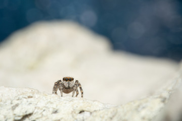 Zebra Spring Spinne Halekinspringspinne auf Stein