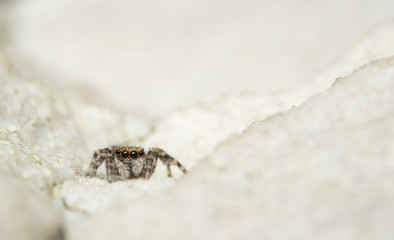 Zebra Spring Spinne Halekinspringspinne auf Stein