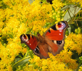 Butterfly on a yellow flower in summer