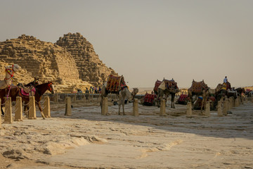 Egypt. April 2019. Tourist camels, camel guides and tourists.