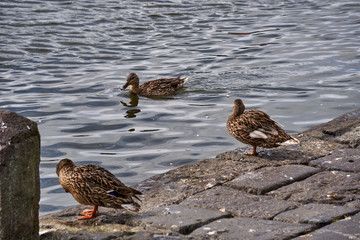 trio of ducks one of them swimming in the lake water