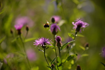 Bumblebee collecting pollen. bombus sitting on the purple flower