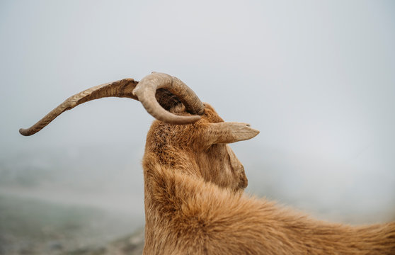 Mountain goat from Asturias Spain.