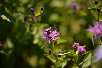 Bumblebee collecting pollen. bombus sitting on the purple flower