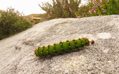 Caterpillar on a rock in summer
