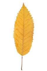 Dried yellow autumn cottonwood leaf isolated on the white background. Herbarium.