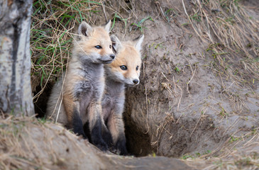 Red fox kit in the wild