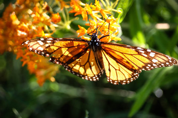 Monarch butterfly on a bright orange flower