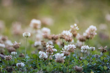 Beautiful flowers in grassland in Asia.
