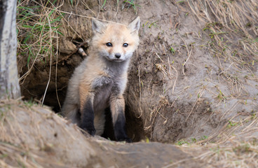 Red fox kit in the wild