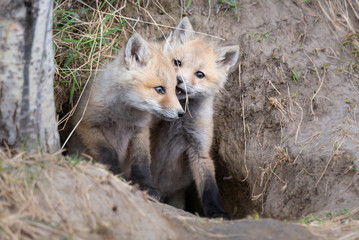 Red fox kit in the wild