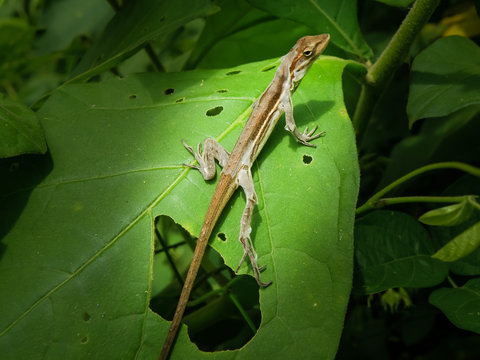 Lizzard changing skin over the leaves.