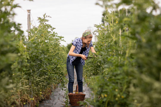 young woman working as vegetable grower or farmer in the field