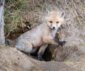 Red fox kit in the wild