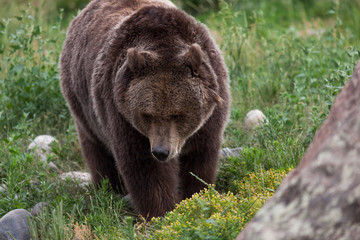 Naklejka premium Female Grizzly Bear Walking in Grass